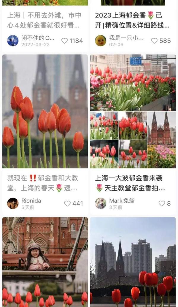 7朵郁金香撑起整条武康路流量？网友吵翻，上海真正的赏花打卡点在这些地方→