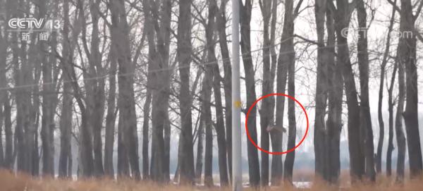 经过救治 重伤的国家二级保护动物雕鸮被野外放归 经过救治 重伤的国家二级保护动物雕鸮被野外放归