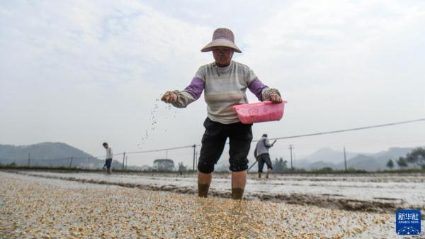 壮乡春耕忙 壮乡春耕忙