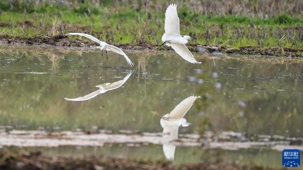 壮乡春耕忙 壮乡春耕忙