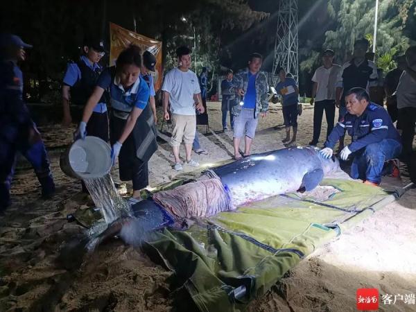 惊心动魄20小时!三亚搁浅鲸鱼获救了→ 惊心动魄20小时!三亚搁浅鲸鱼获救了→
