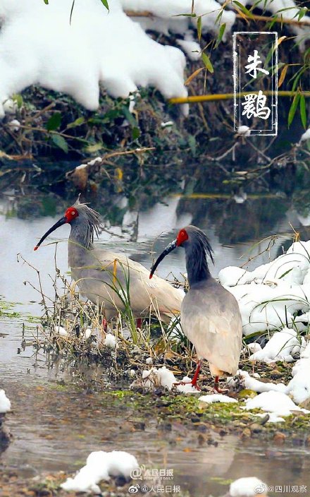 保护国宝我们来接力 保护国宝我们来接力