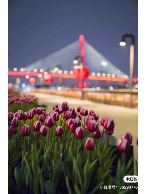 7朵郁金香撑起整条武康路流量？网友吵翻，上海真正的赏花打卡点在这些地方→