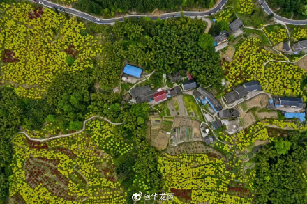 重庆新增一处赏花圣地 黄金谷景区19日开园 重庆新增一处赏花圣地 黄金谷景区19日开园