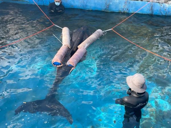 惊心动魄20小时!三亚搁浅鲸鱼获救了→ 惊心动魄20小时!三亚搁浅鲸鱼获救了→