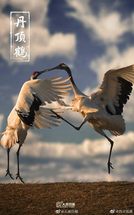 保护国宝我们来接力 保护国宝我们来接力