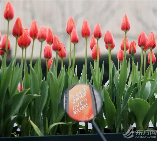 7朵郁金香撑起整条武康路流量？网友吵翻，上海真正的赏花打卡点在这些地方→