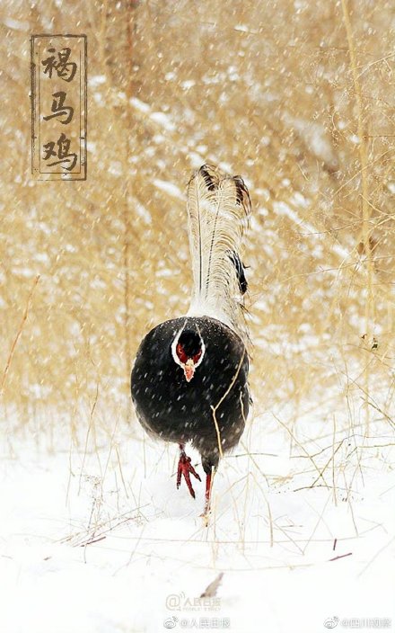 保护国宝我们来接力 保护国宝我们来接力