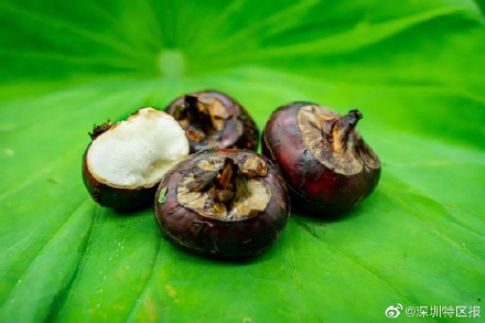 吓人！一女子因生吃荸荠体内长出2条活虫
