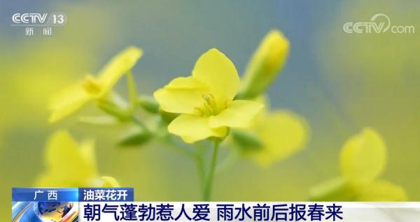 油菜花朝气蓬勃惹人爱 雨水前后报春来