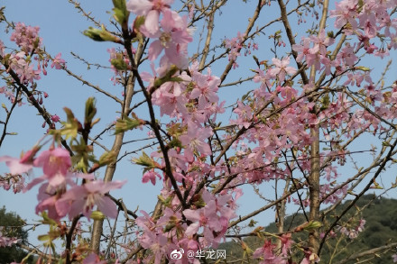 重庆新增一处赏花圣地 黄金谷景区19日开园 重庆新增一处赏花圣地 黄金谷景区19日开园