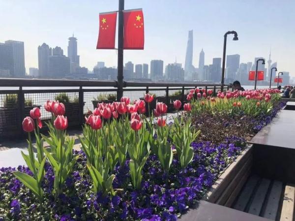 7朵郁金香撑起整条武康路流量？网友吵翻，上海真正的赏花打卡点在这些地方→