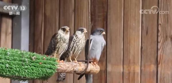 经过救治 重伤的国家二级保护动物雕鸮被野外放归 经过救治 重伤的国家二级保护动物雕鸮被野外放归