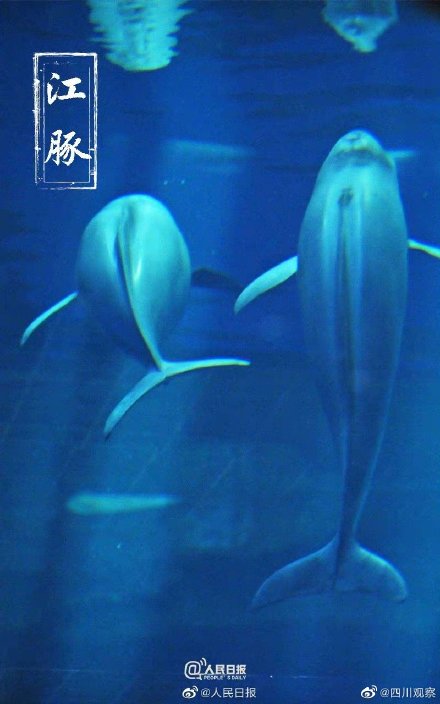 保护国宝我们来接力 保护国宝我们来接力