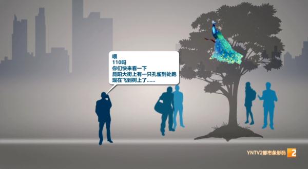 又在云南！一只蓝孔雀在大街上到处跑！最后飞到树上...警察紧急救助