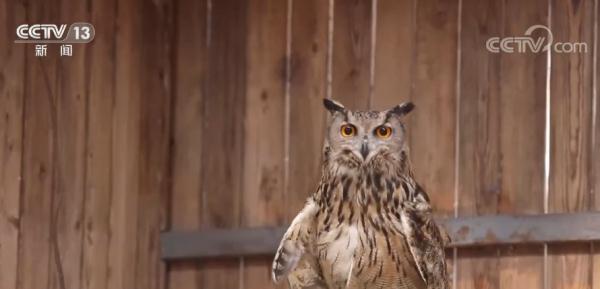 经过救治 重伤的国家二级保护动物雕鸮被野外放归 经过救治 重伤的国家二级保护动物雕鸮被野外放归