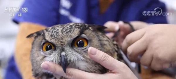 经过救治 重伤的国家二级保护动物雕鸮被野外放归 经过救治 重伤的国家二级保护动物雕鸮被野外放归
