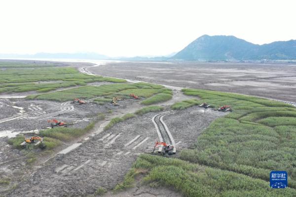 福建:推进互花米草综合治理及生态修复 福建:推进互花米草综合治理及生态修复