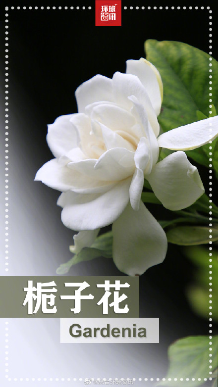 春天的花花英文名都叫啥 春天的花花英文名都叫啥