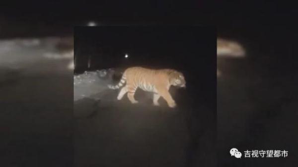 男子偶遇“迷路虎”，趴着护栏在找路