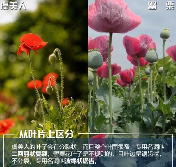 安全提示 | 注意！种植这些毒品原植物，后果很严重！