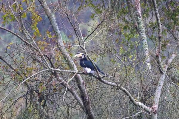 罕见!靖西惊现国家一级保护动物冠斑犀鸟 罕见!靖西惊现国家一级保护动物冠斑犀鸟