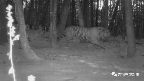 男子偶遇“迷路虎”，趴着护栏在找路