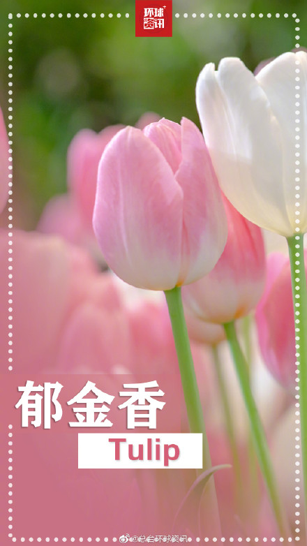 春天的花花英文名都叫啥 春天的花花英文名都叫啥