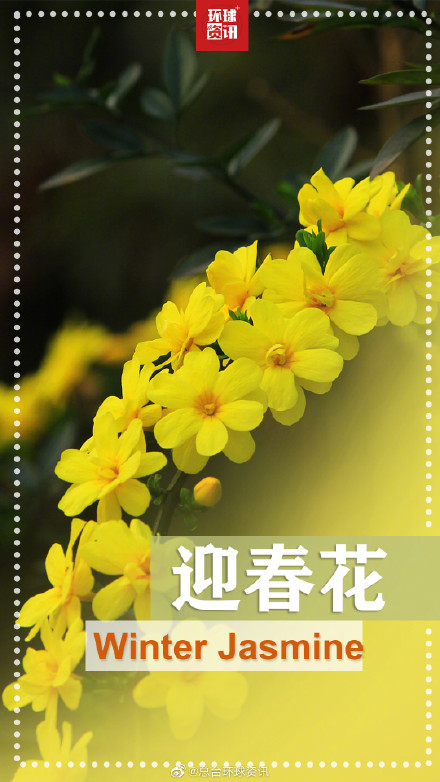春天的花花英文名都叫啥 春天的花花英文名都叫啥