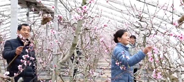 油桃花俏争春 为村民带来丰收的希望