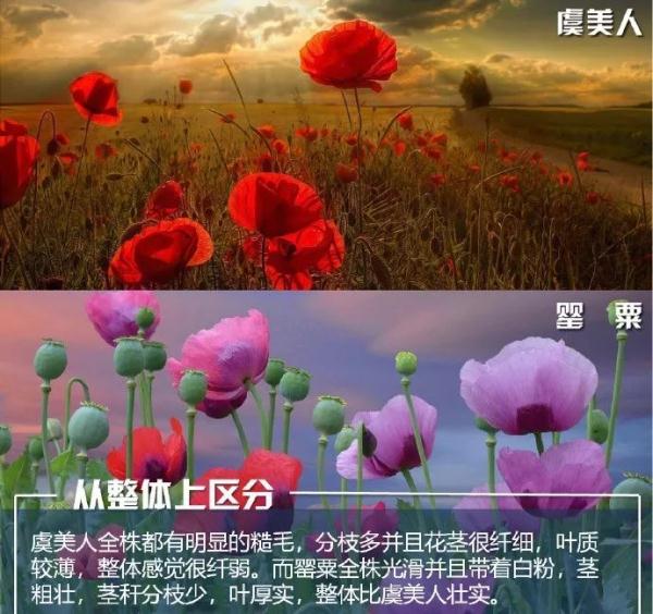 安全提示 | 注意！种植这些毒品原植物，后果很严重！