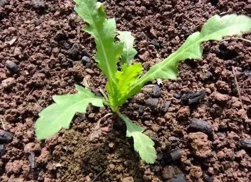 安全提示 | 注意！种植这些毒品原植物，后果很严重！