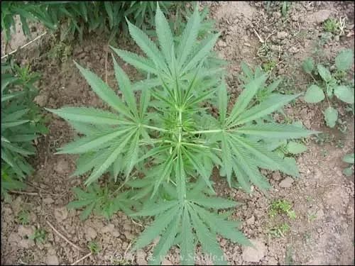 安全提示 | 注意！种植这些毒品原植物，后果很严重！