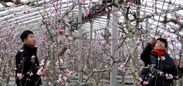 油桃花俏争春 为村民带来丰收的希望