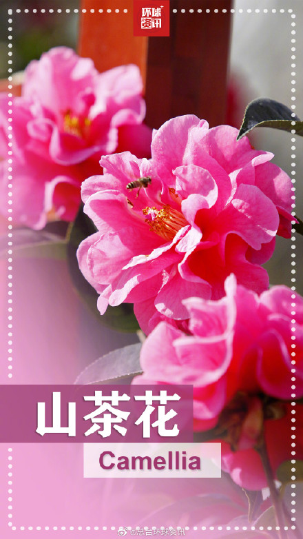 春天的花花英文名都叫啥 春天的花花英文名都叫啥