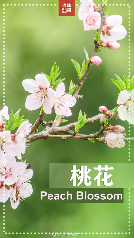 春天的花花英文名都叫啥 春天的花花英文名都叫啥