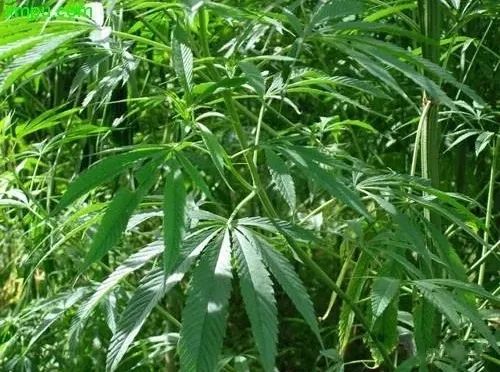 安全提示 | 注意！种植这些毒品原植物，后果很严重！