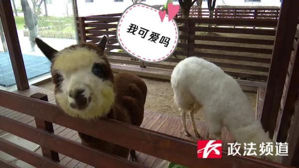 羡慕了,长沙一学校里建了个治愈系“动物园” 羡慕了,长沙一学校里建了个治愈系“动物园”