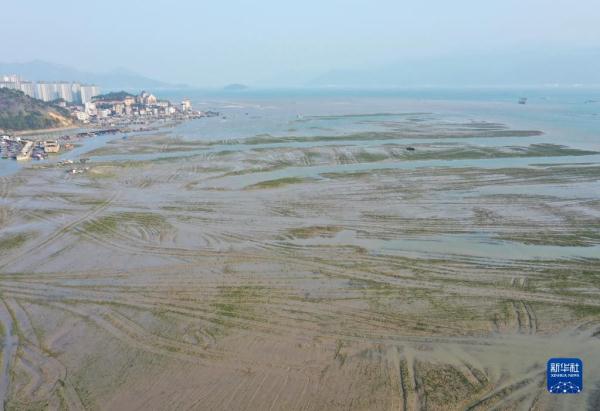 福建:推进互花米草综合治理及生态修复 福建:推进互花米草综合治理及生态修复