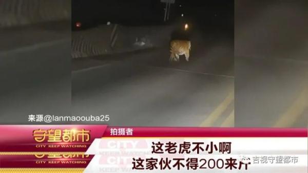 男子偶遇“迷路虎”，趴着护栏在找路