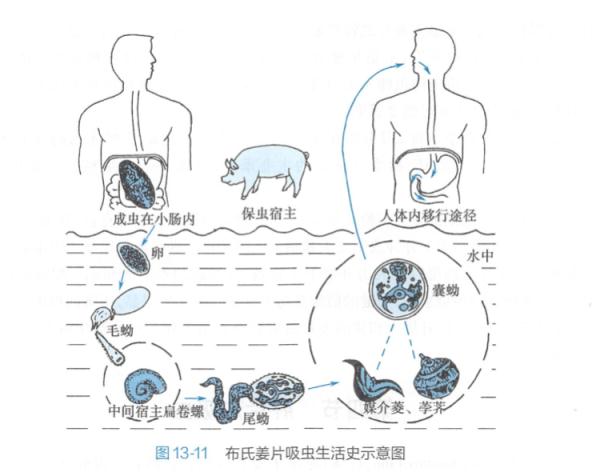 吓人！27岁女子体内揪出2条活虫，竟是因为这东西！很多深圳人爱吃