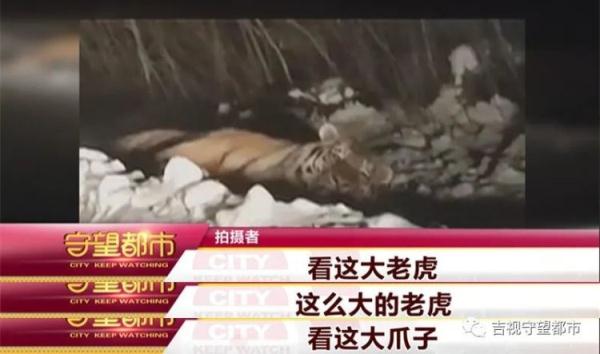 男子偶遇“迷路虎”，趴着护栏在找路