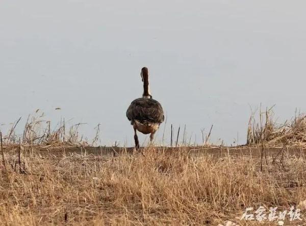 石家庄：7只获救珍稀鸟类重返大自然
