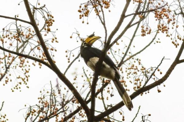 罕见!靖西惊现国家一级保护动物冠斑犀鸟 罕见!靖西惊现国家一级保护动物冠斑犀鸟