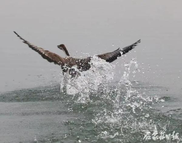 石家庄：7只获救珍稀鸟类重返大自然