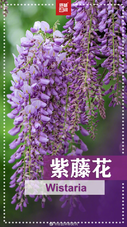 春天的花花英文名都叫啥 春天的花花英文名都叫啥