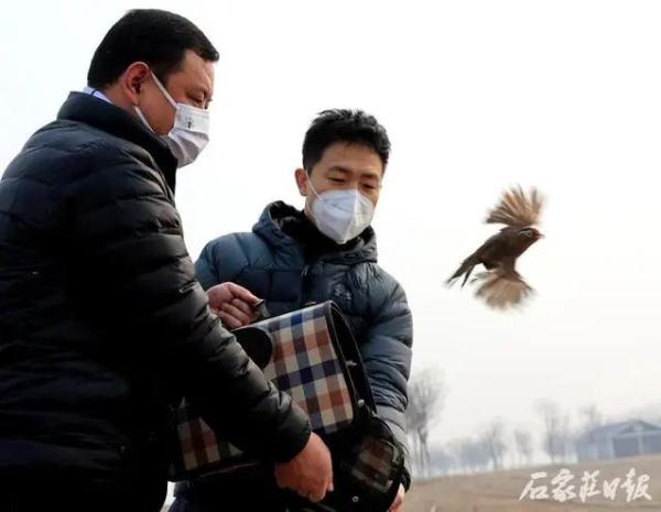 石家庄：7只获救珍稀鸟类重返大自然