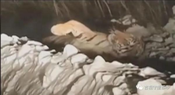 男子偶遇“迷路虎”，趴着护栏在找路