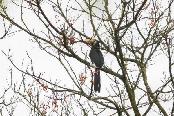 罕见!靖西惊现国家一级保护动物冠斑犀鸟 罕见!靖西惊现国家一级保护动物冠斑犀鸟
