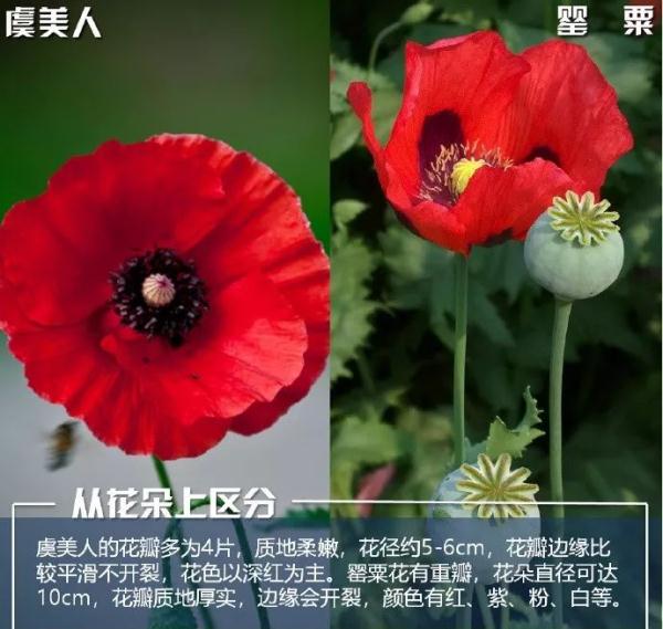 安全提示 | 注意！种植这些毒品原植物，后果很严重！